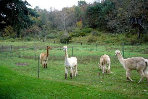 Oxford, New York - The llamas hamming it up 